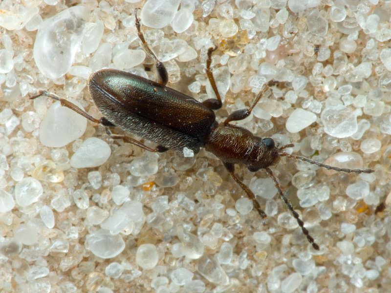 Orsodacne humeralis Latreille, 1804